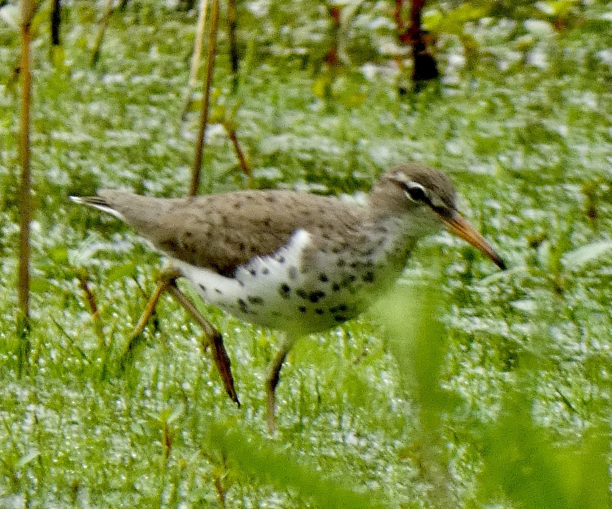 Spotted Sandpiper - Connee Chandler