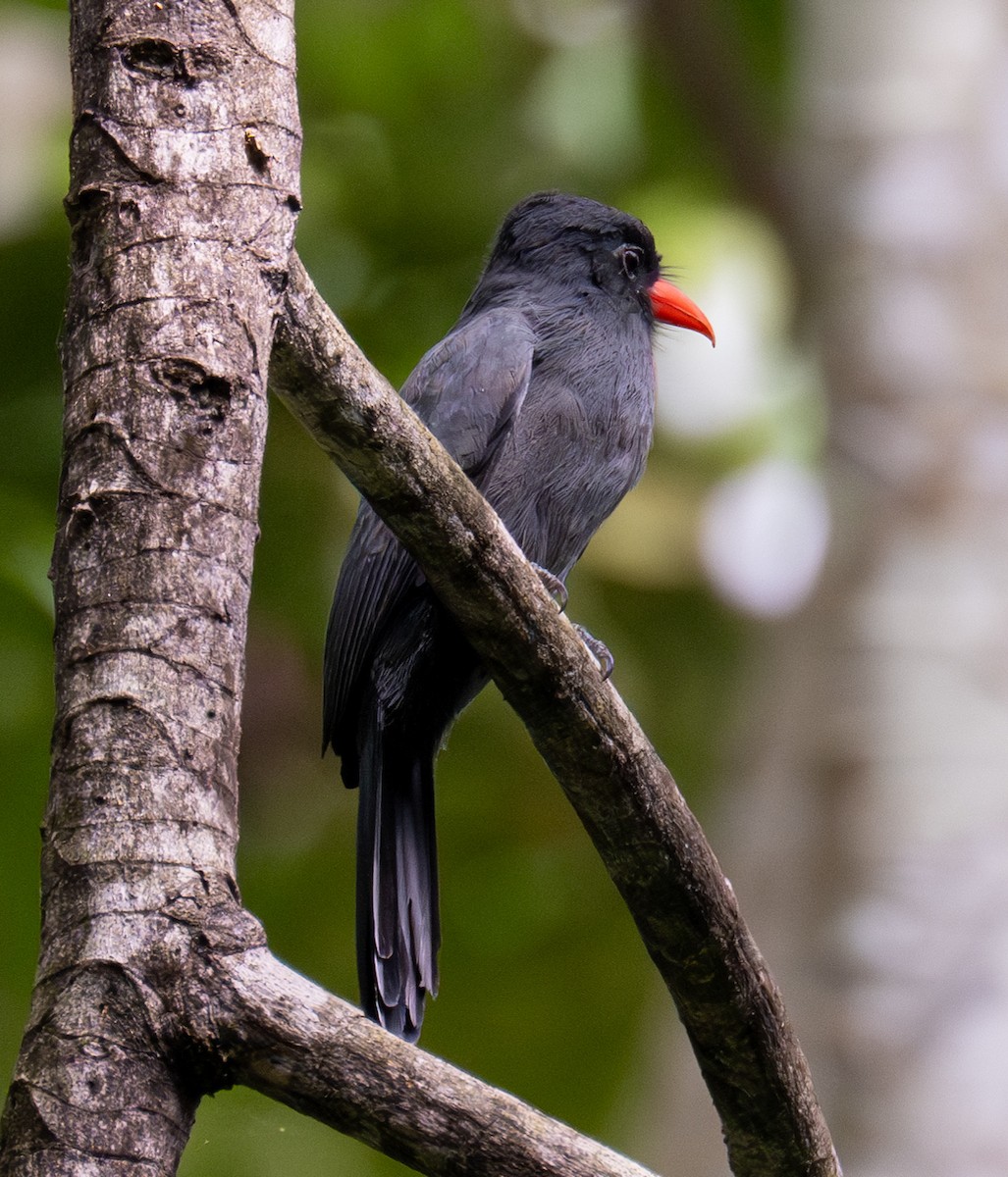 Black-fronted Nunbird - ML619389716