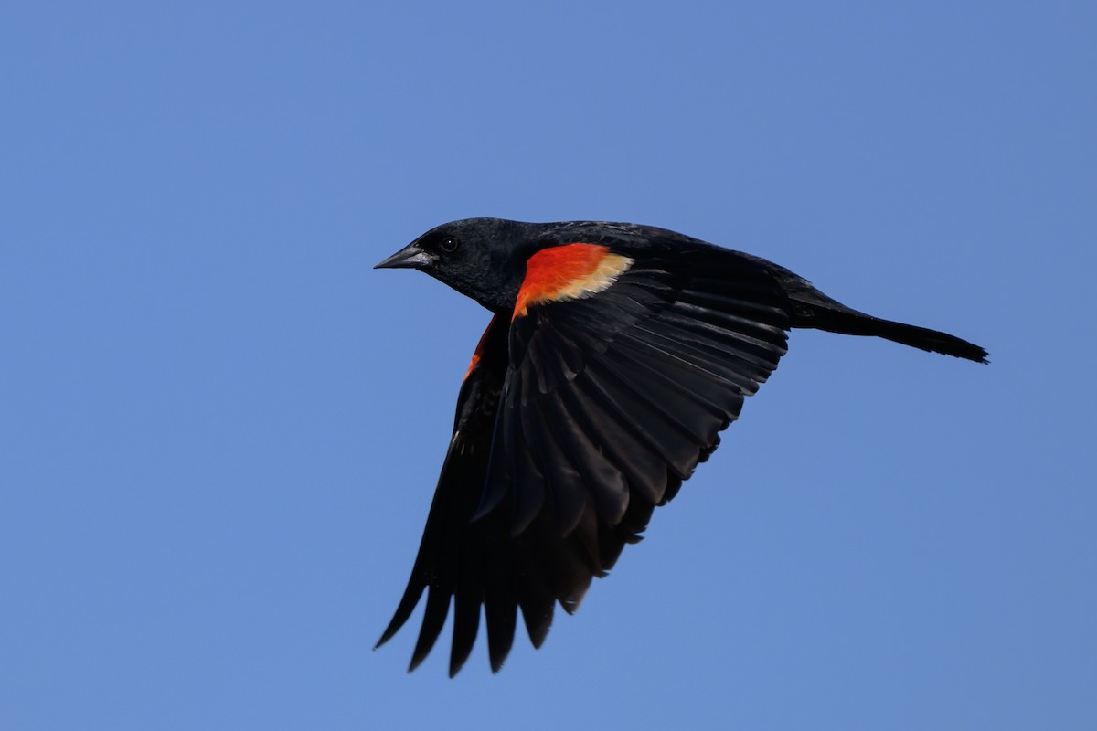 Red-winged Blackbird - Graham Gerdeman