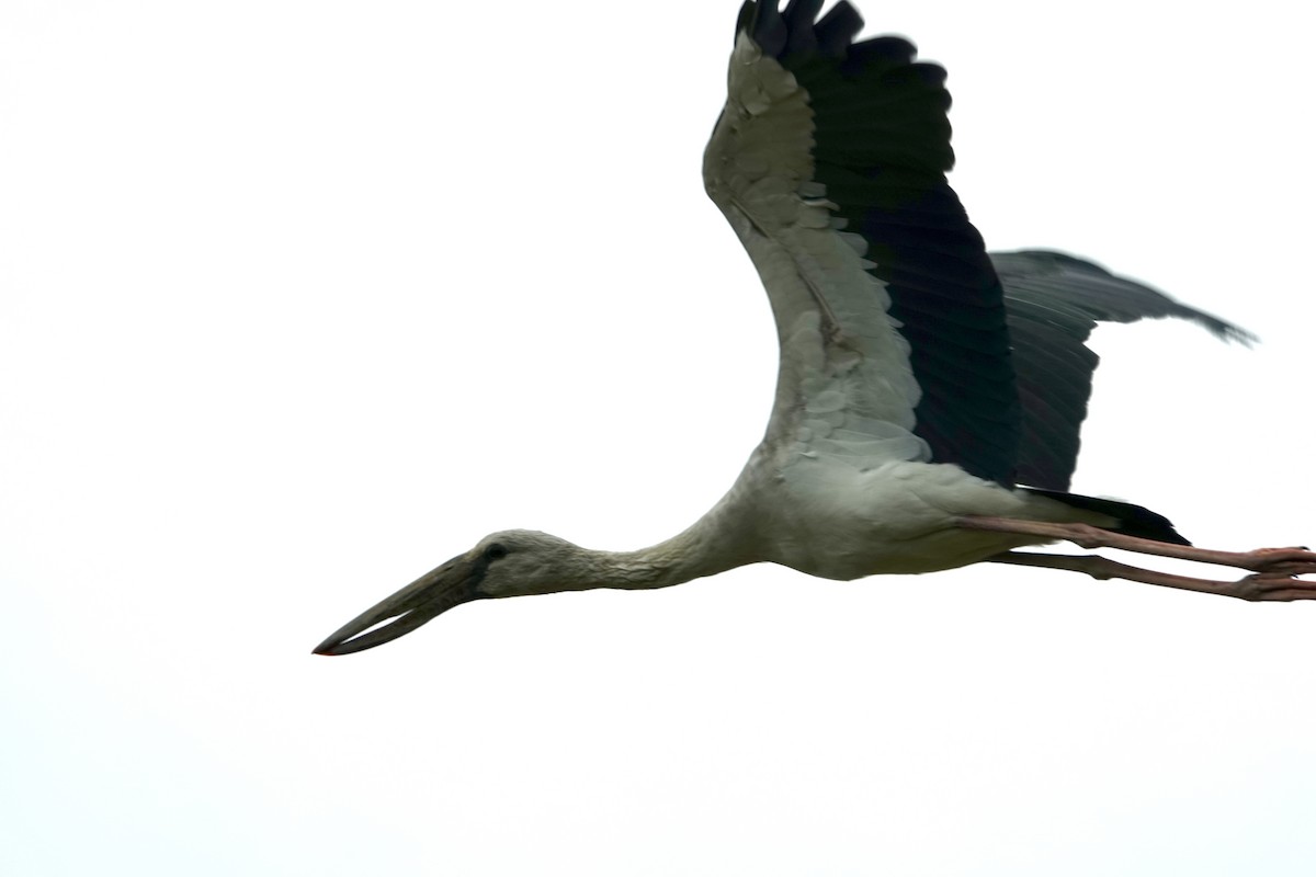 Asian Openbill - Daniel Néron