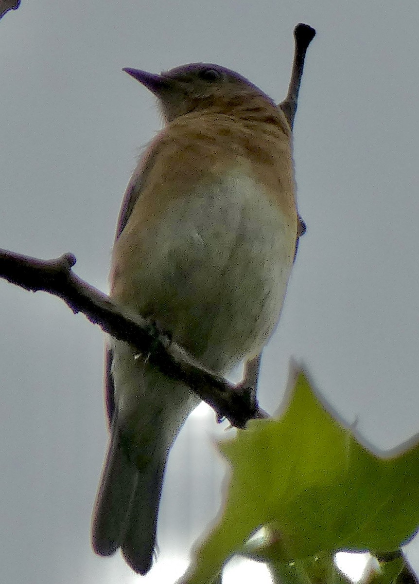 Eastern Bluebird - Connee Chandler