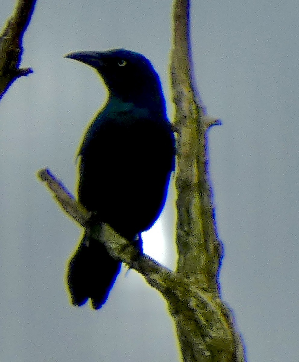 Common Grackle - Connee Chandler