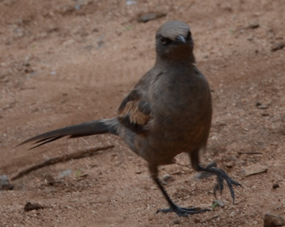 Ashy Starling - ML619389740