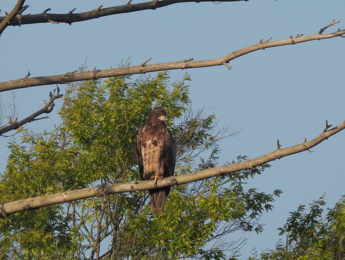 Weißkopf-Seeadler - ML619389742