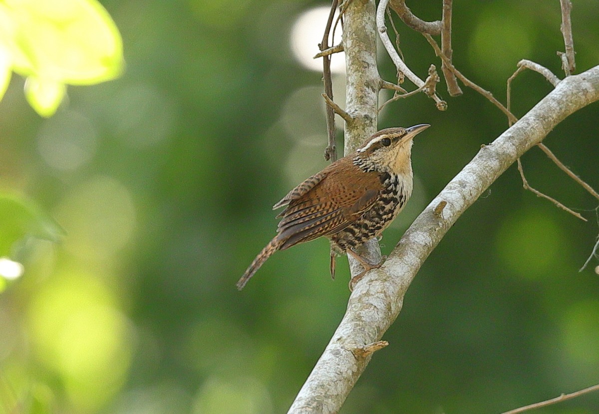 Banded Wren - ML619389744