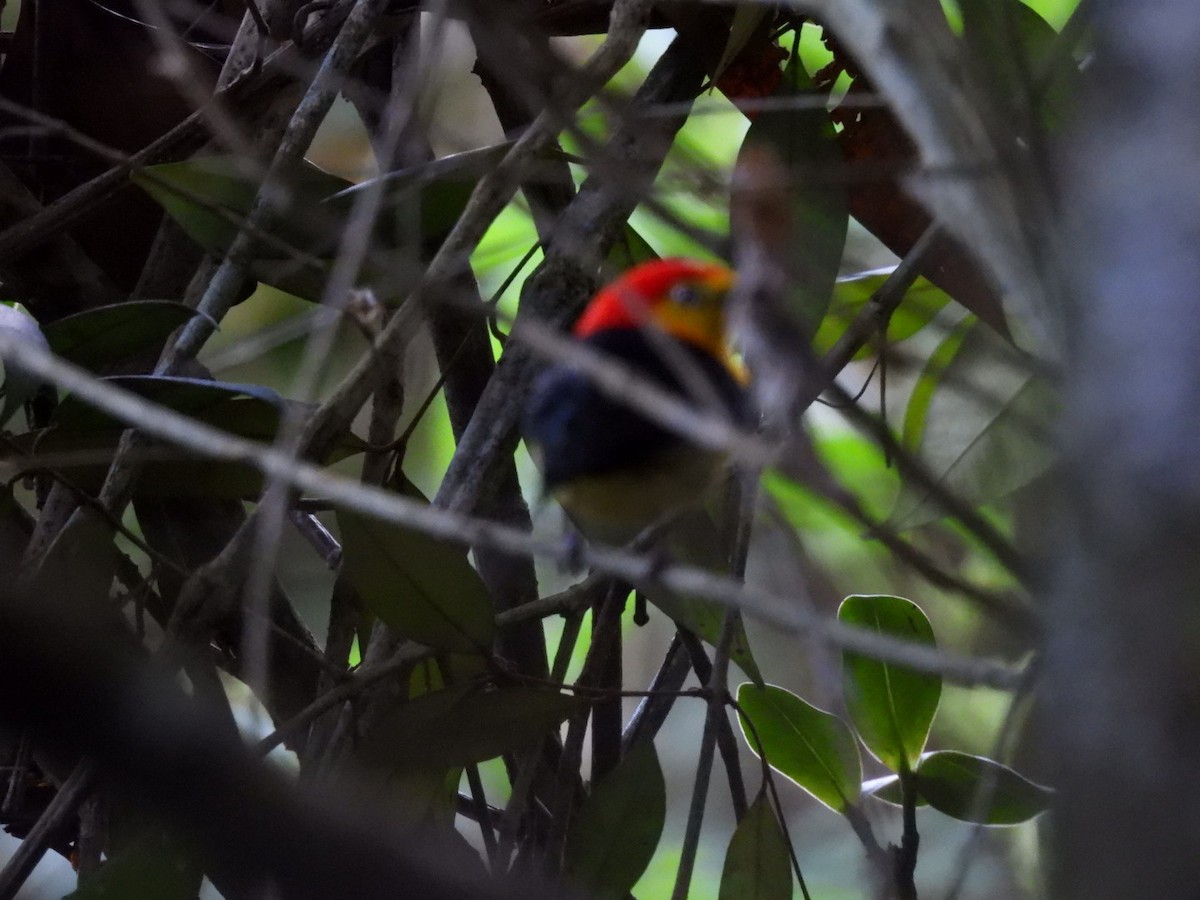 Wire-tailed Manakin - ML619389746