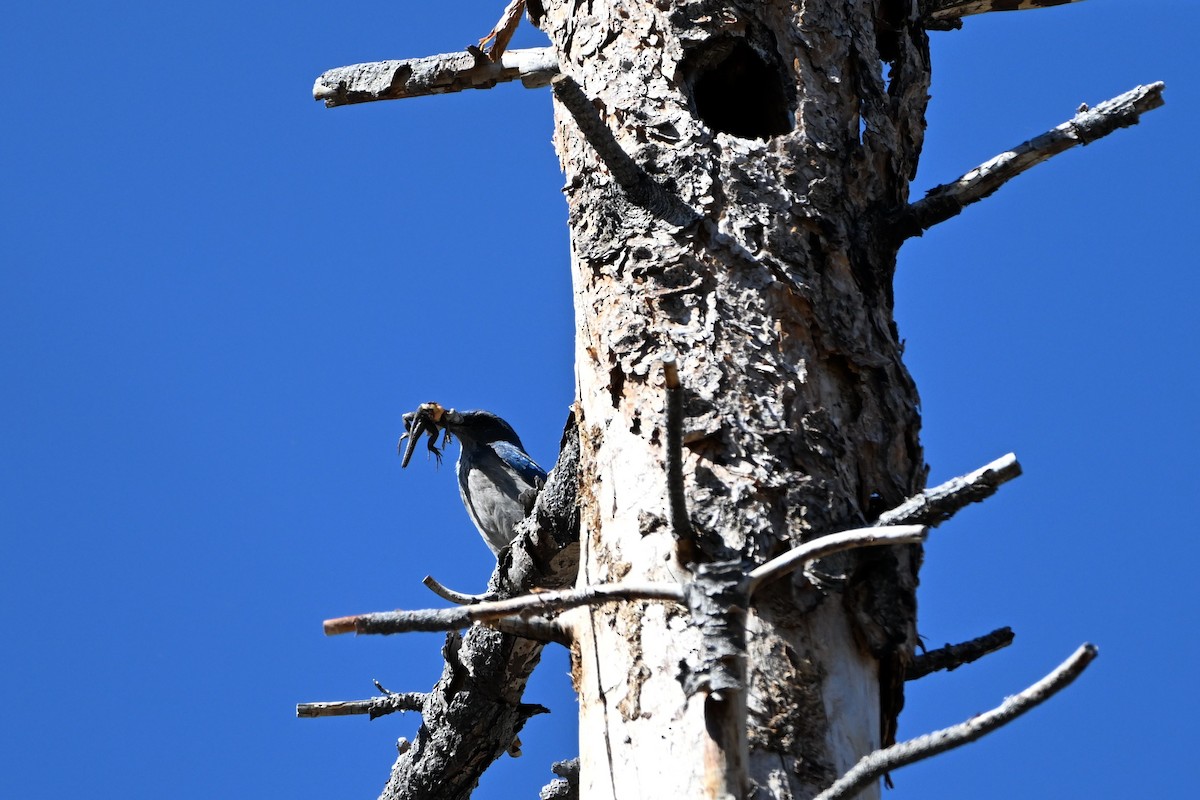 Woodhouse's Scrub-Jay - S J