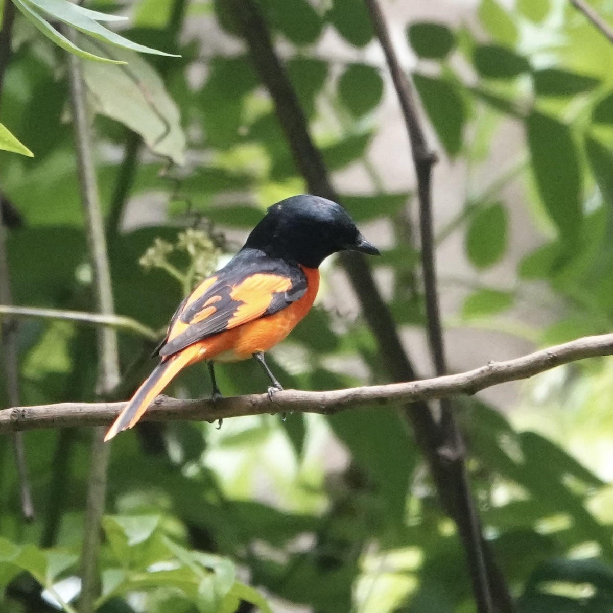 Scarlet Minivet - Daniel Néron