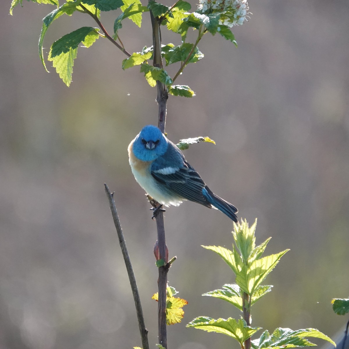 Lazuli Bunting - George Ho