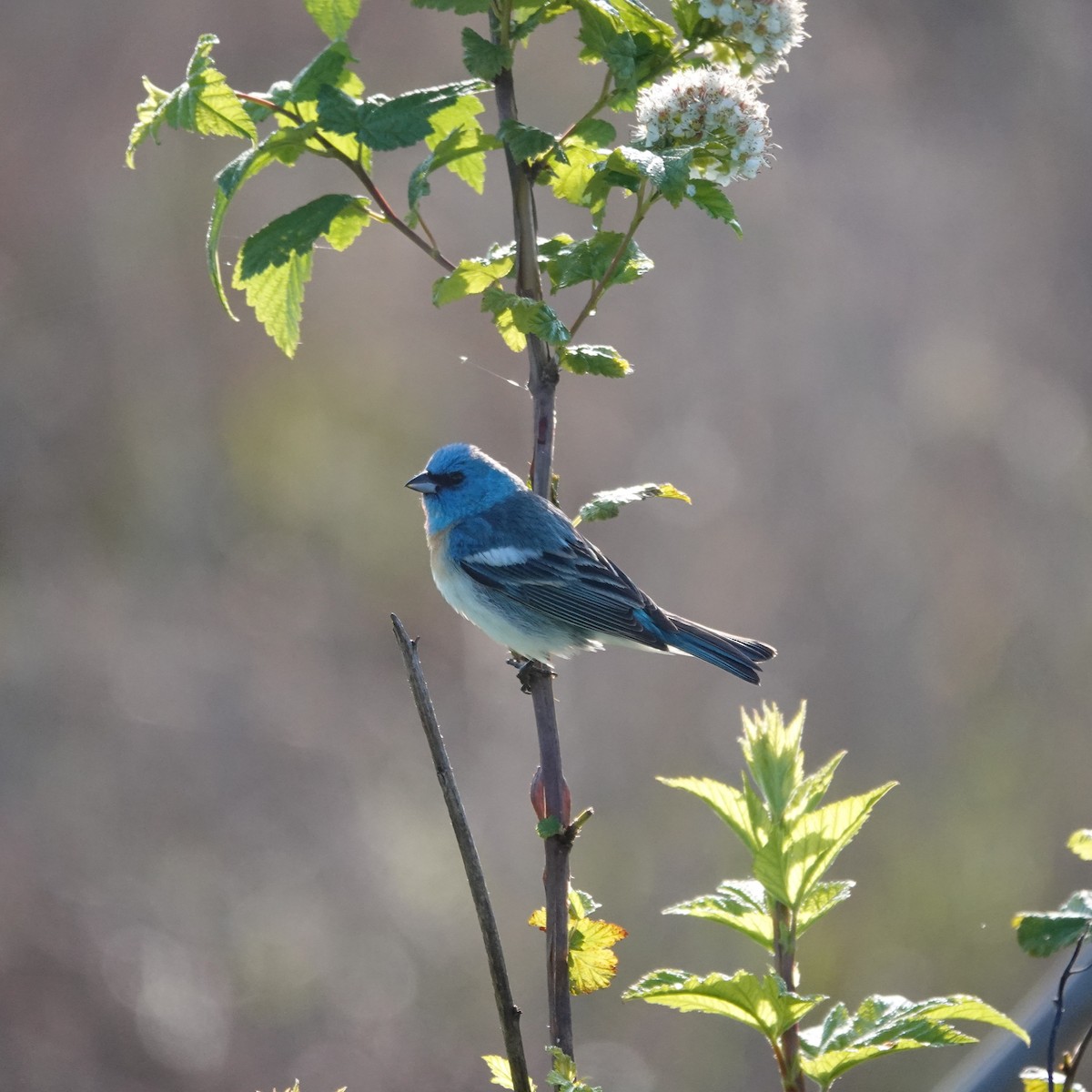 Lazuli Bunting - George Ho