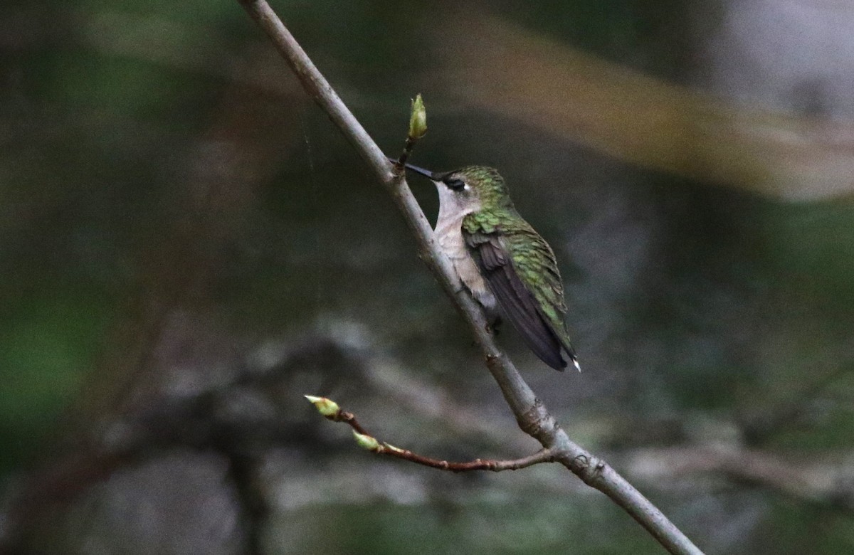 Ruby-throated Hummingbird - Marie-Josee D'Amour