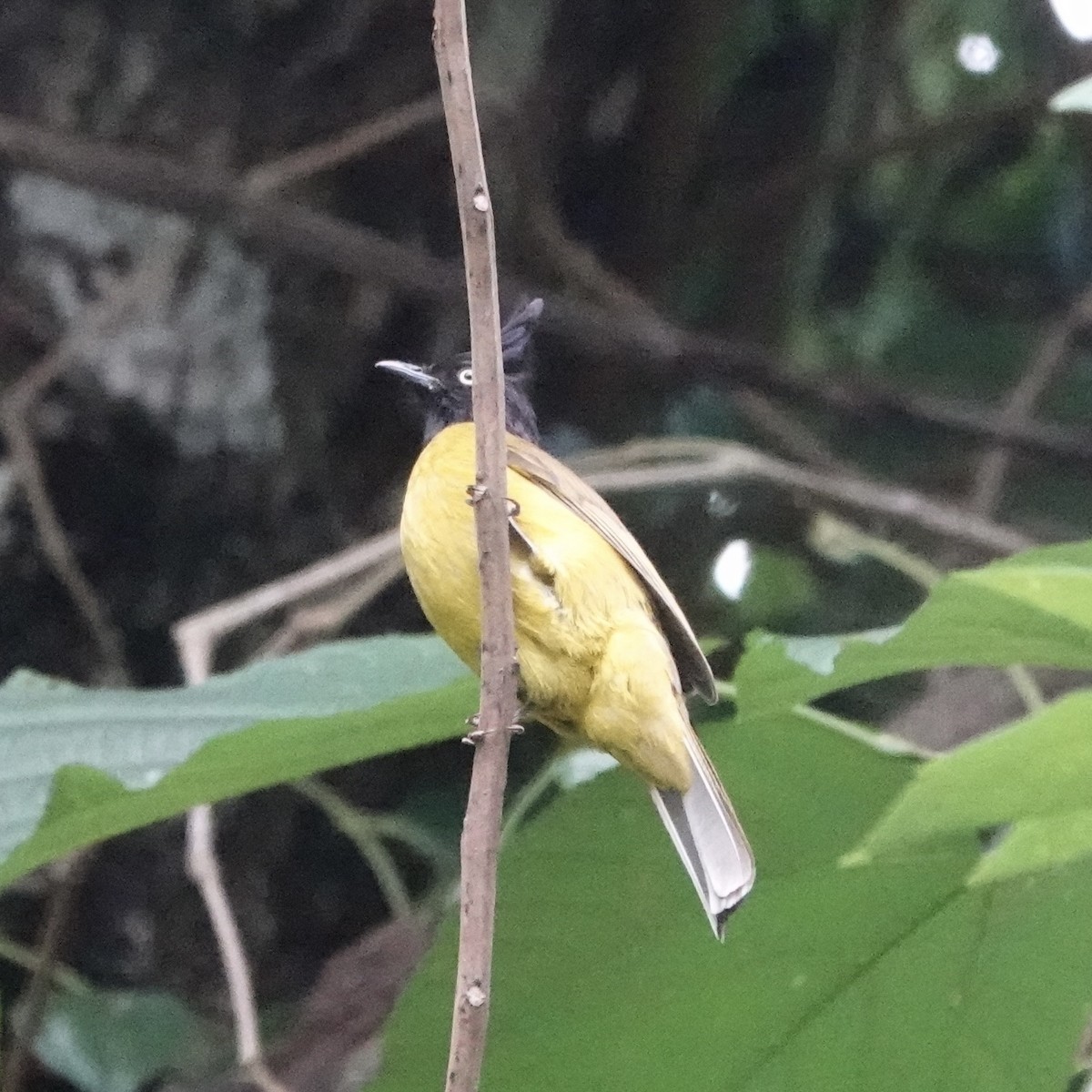 Black-crested Bulbul - Daniel Néron