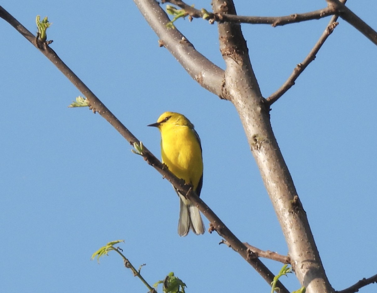 Blue-winged Warbler - ML619389775