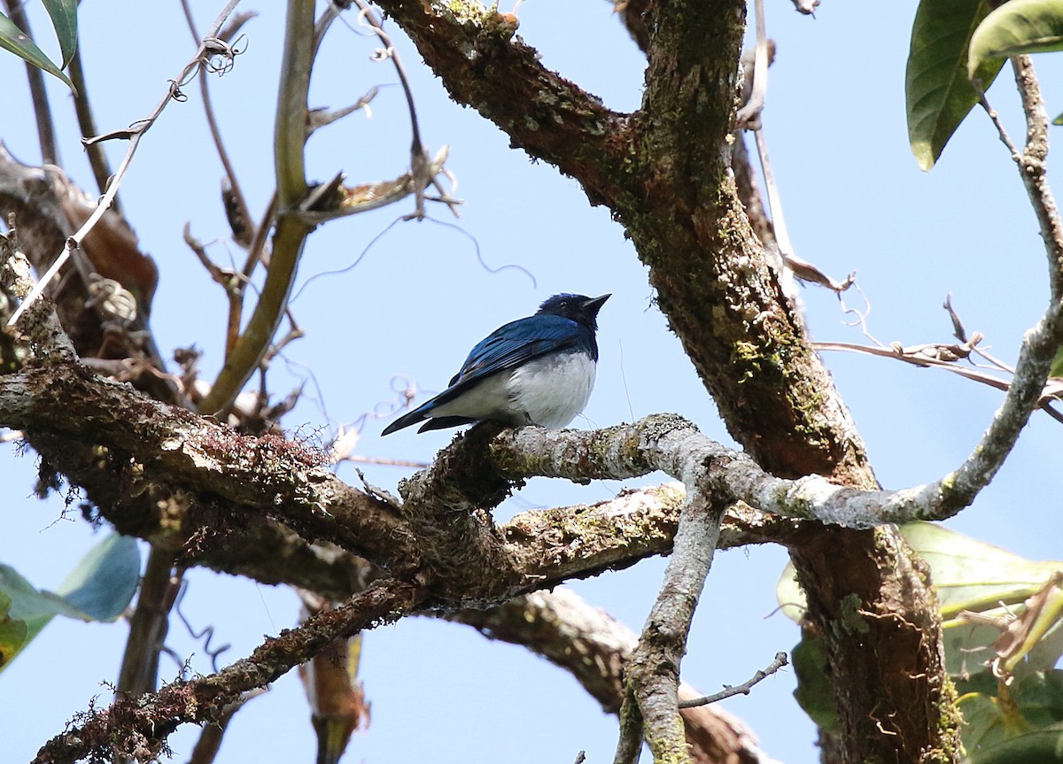 Blue-and-white Flycatcher - Neil Osborne