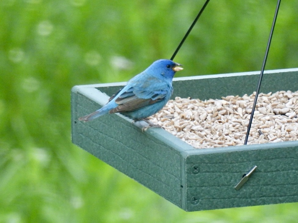 Indigo Bunting - Donna Reis