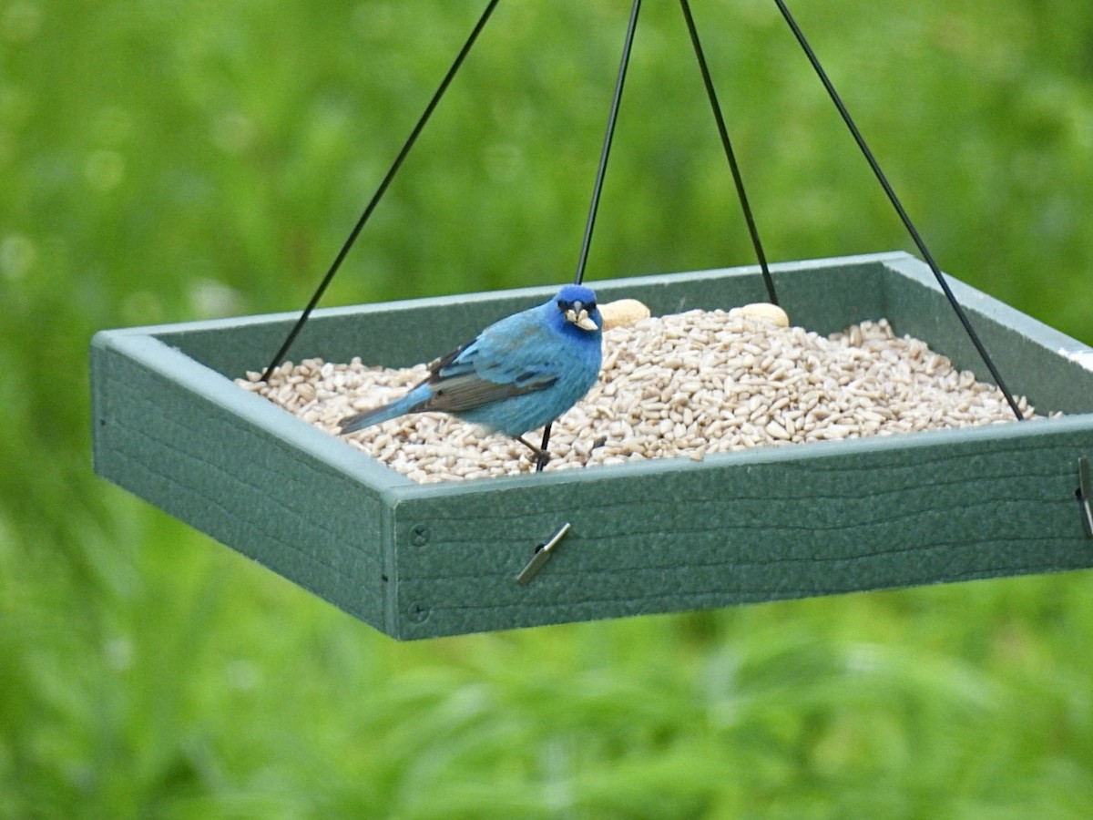 Indigo Bunting - Donna Reis