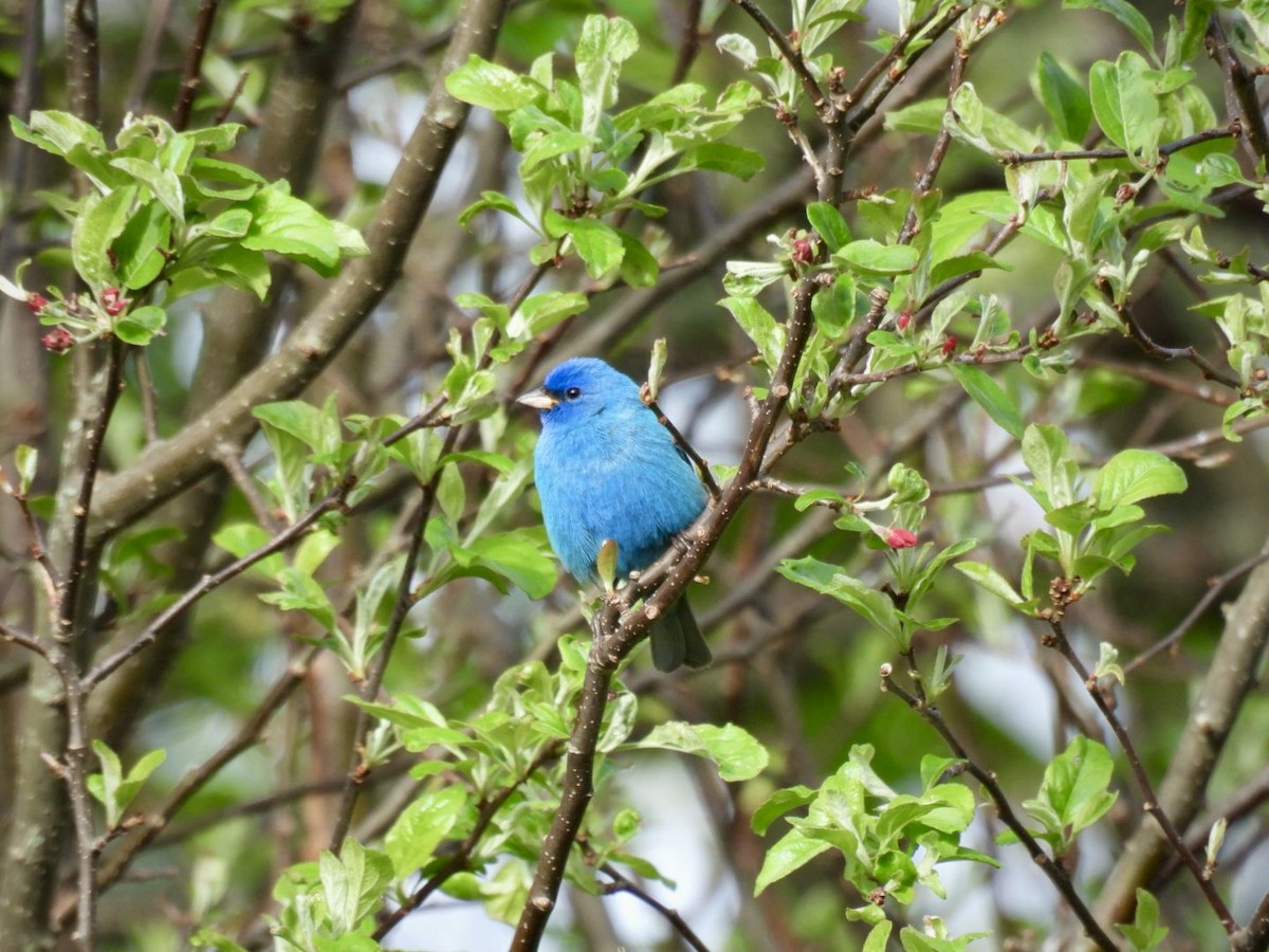 Indigo Bunting - Donna Reis