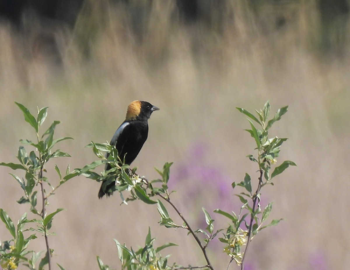 bobolink americký - ML619389799