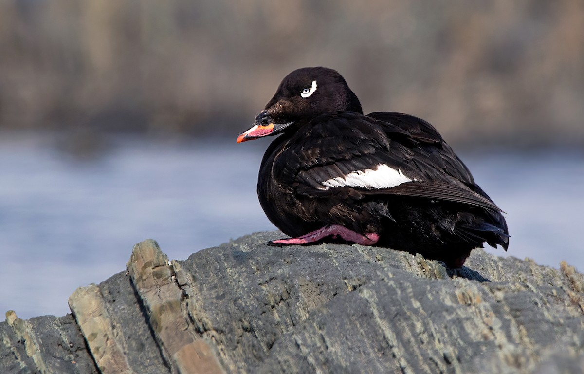 White-winged Scoter - Marie-Josee D'Amour