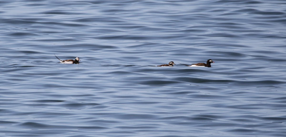 Long-tailed Duck - Marie-Josee D'Amour