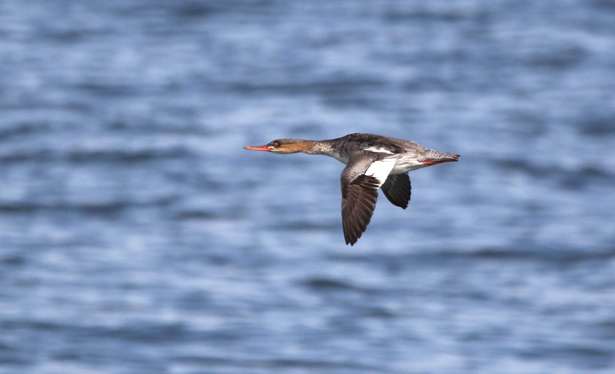 Red-breasted Merganser - Marie-Josee D'Amour