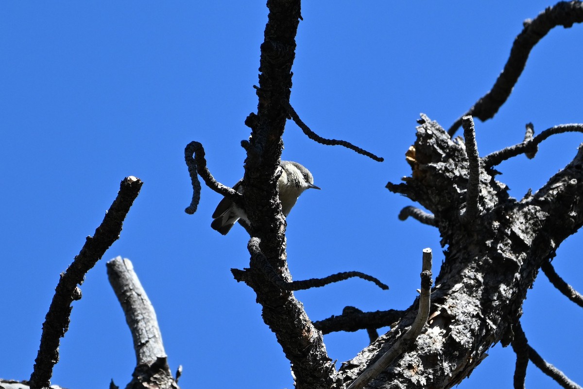 Pygmy Nuthatch - S J