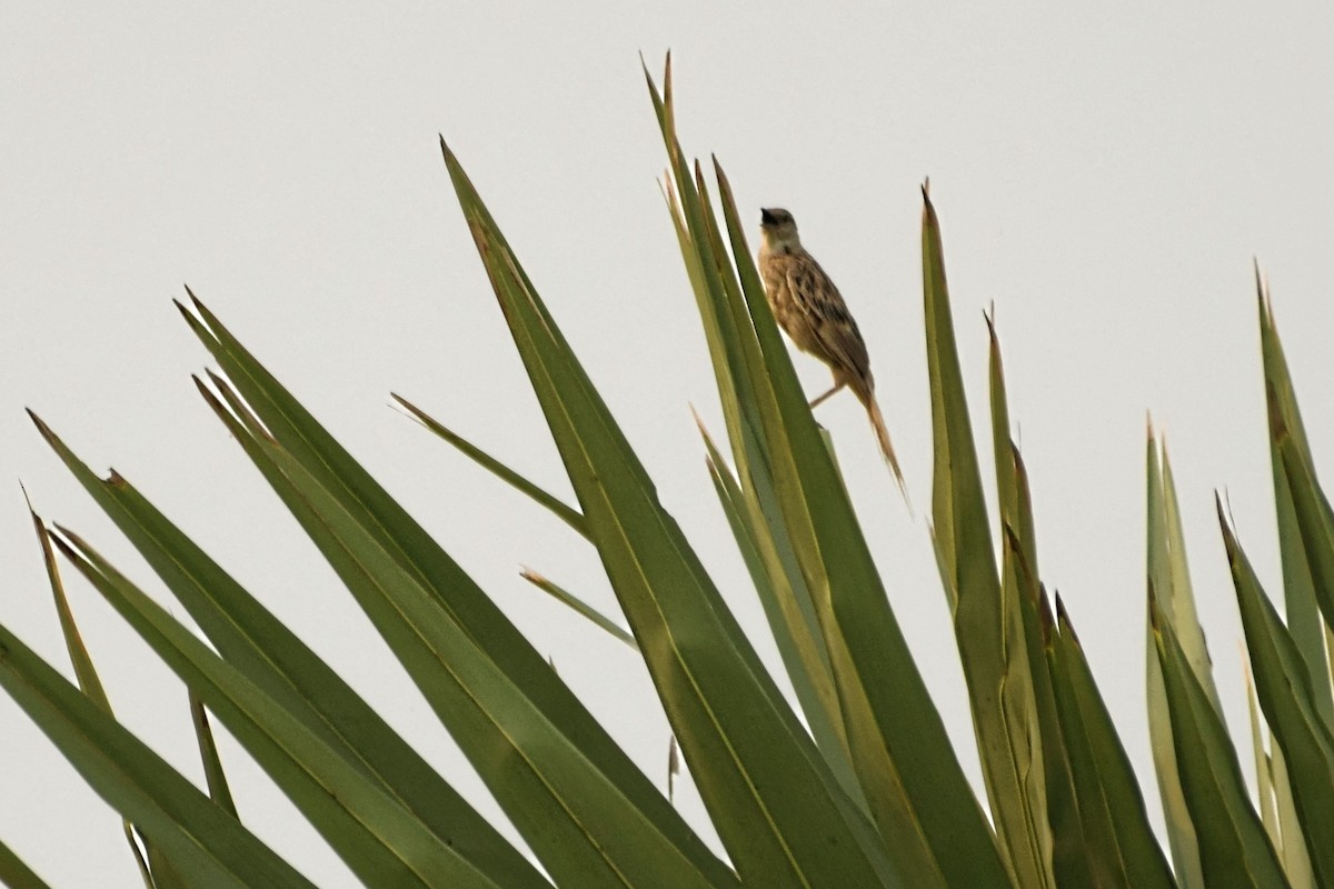 Striated Grassbird - Pulak Roy Chowdhury