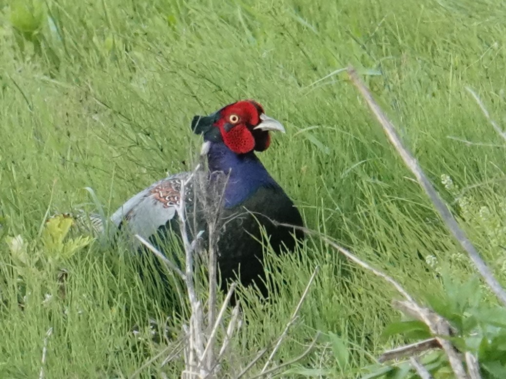 Green Pheasant - Steve Kornfeld