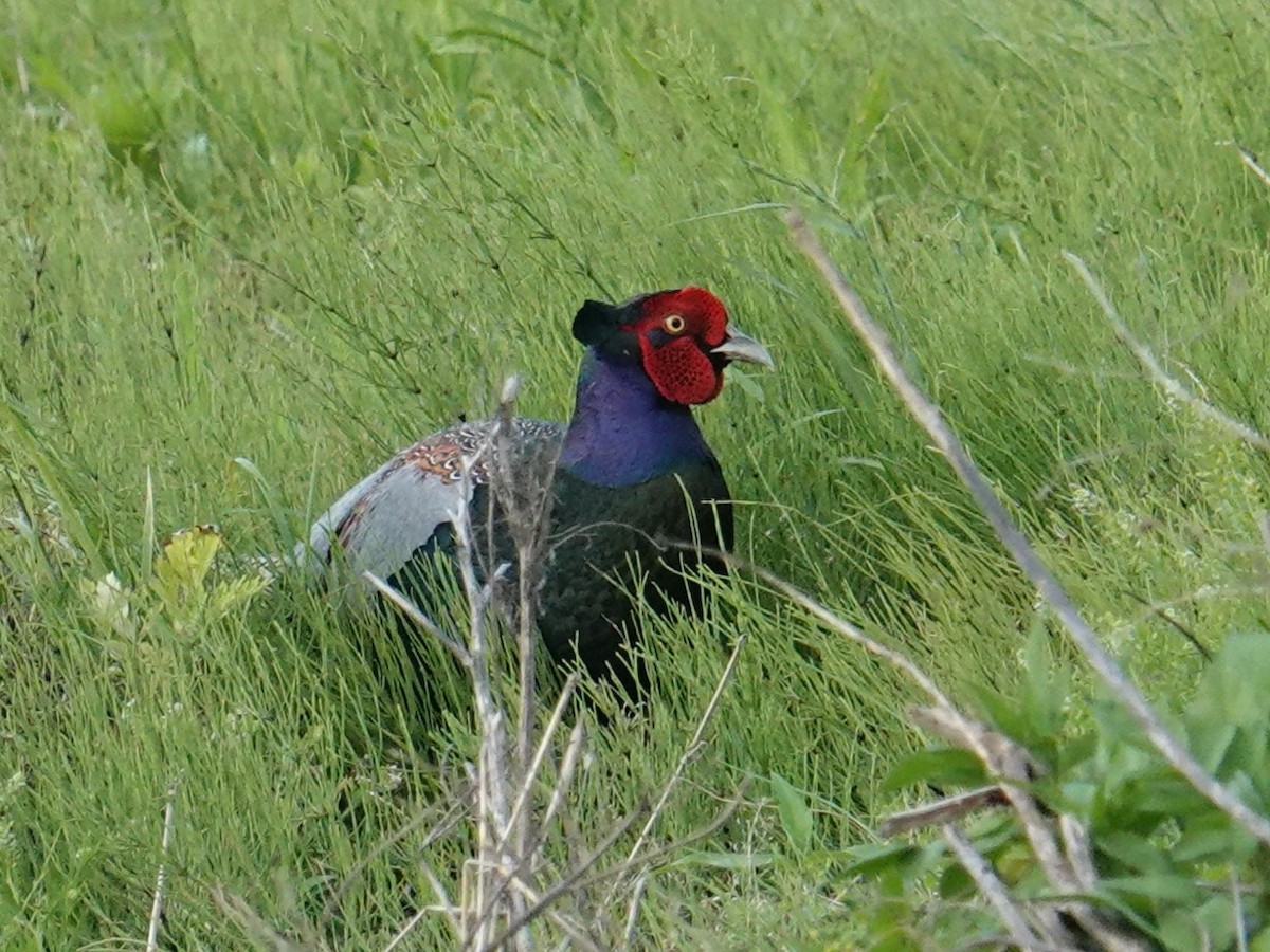 Green Pheasant - Steve Kornfeld