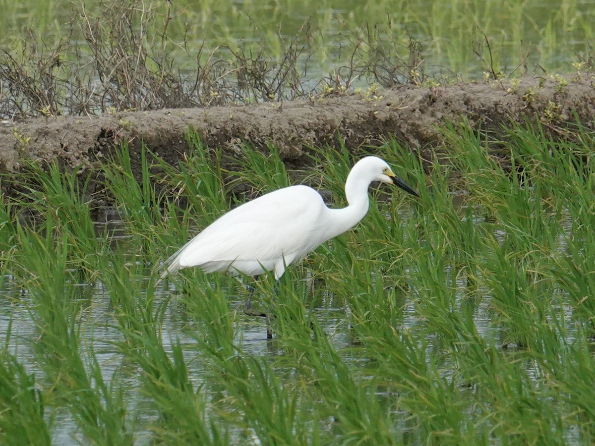 Medium Egret - Steve Kornfeld