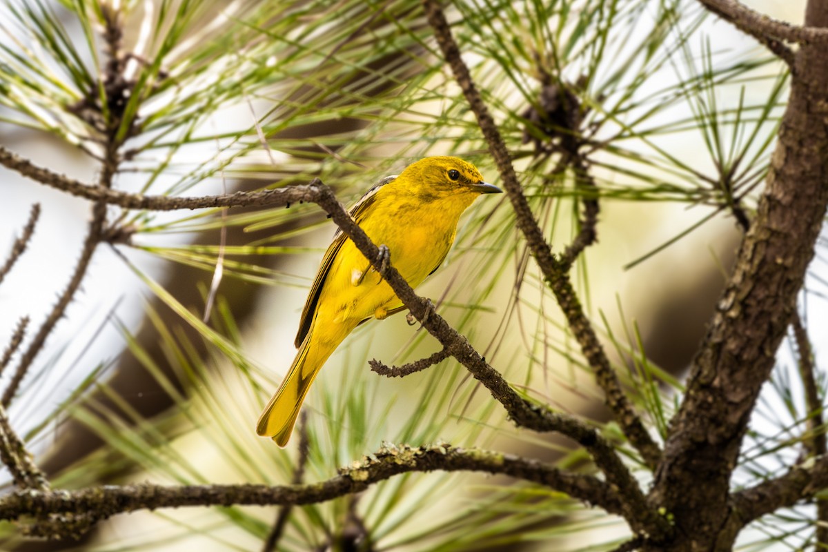 Pine Warbler - Doug Norwood