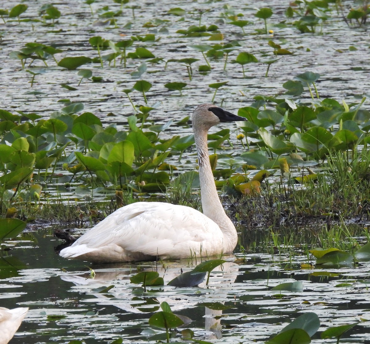 Trumpeter Swan - ML619389873