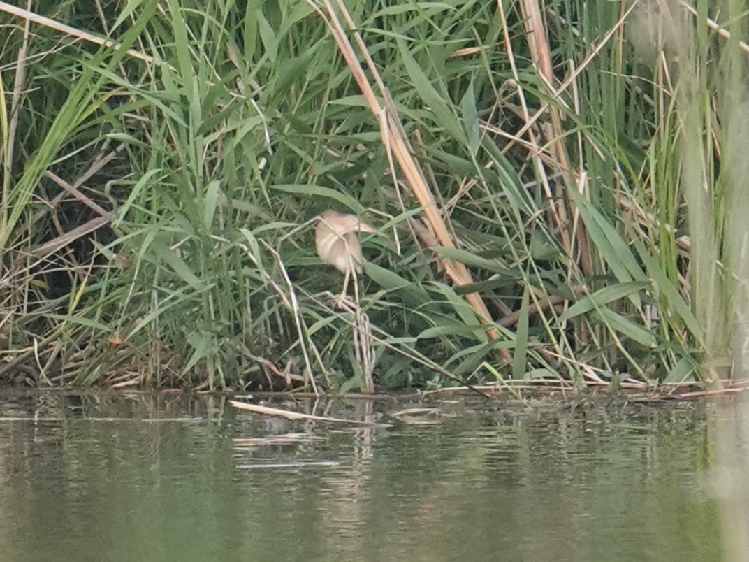 Yellow Bittern - Steve Kornfeld