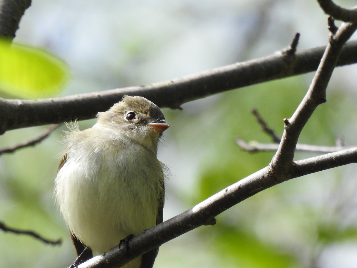 Least Flycatcher - carol villeneuve