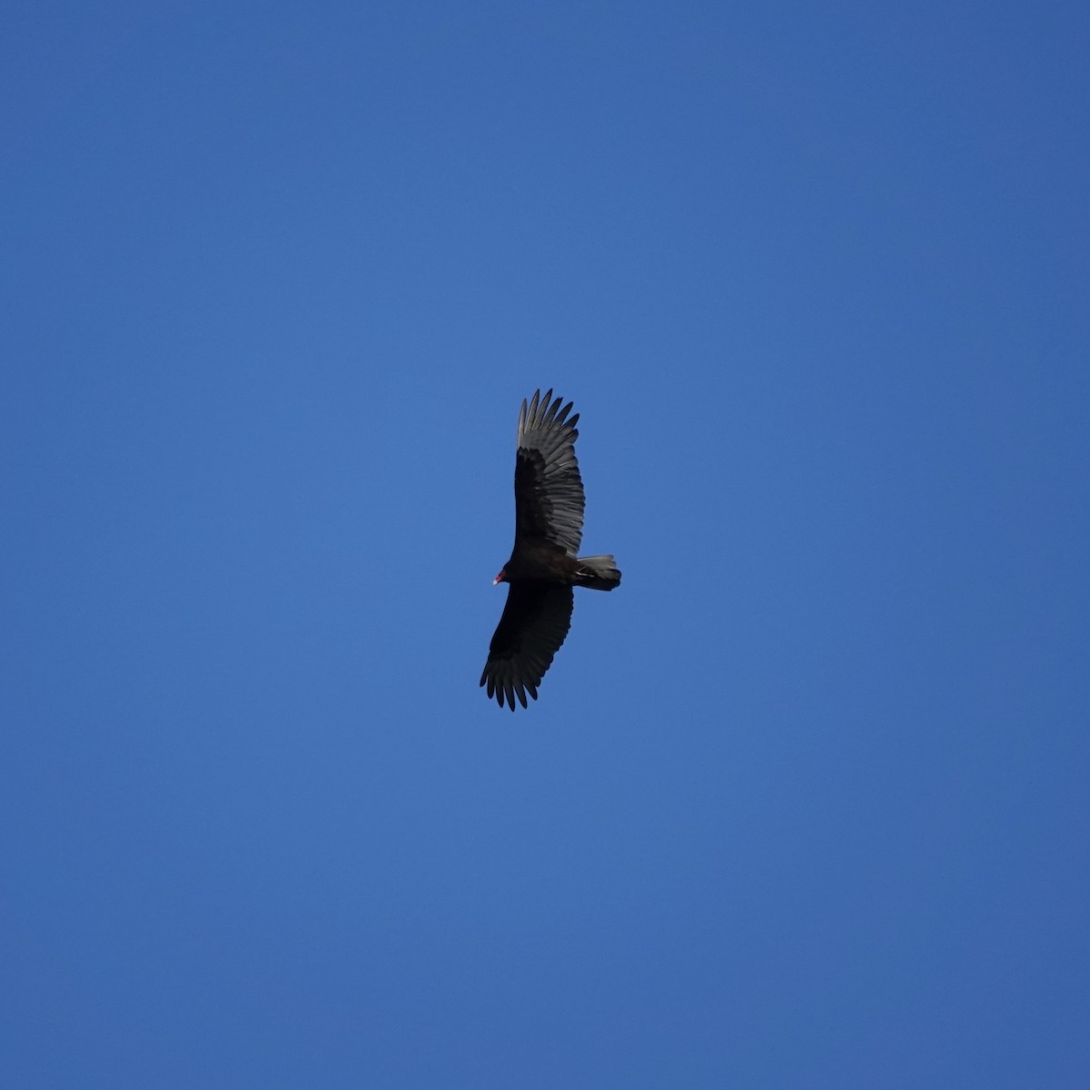 Turkey Vulture - George Ho