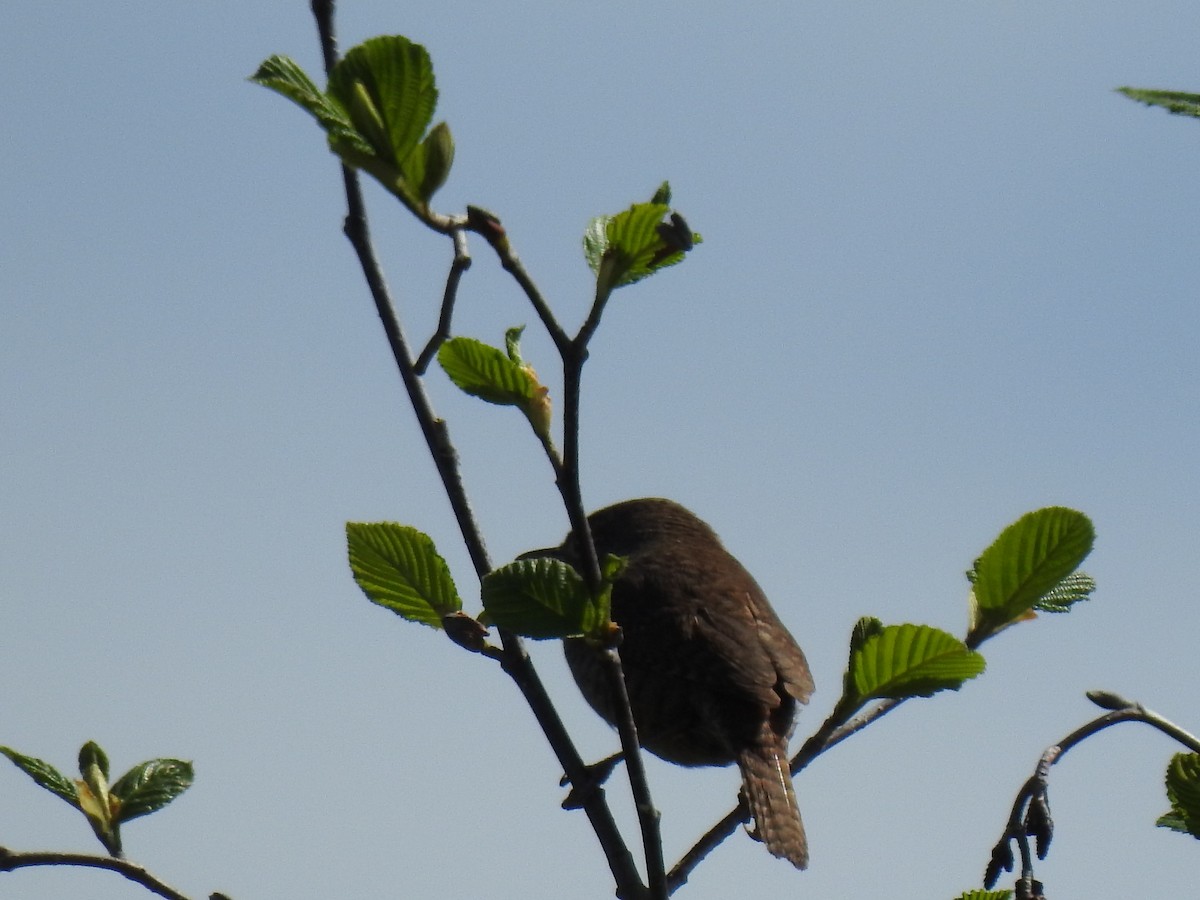 House Wren - carol villeneuve