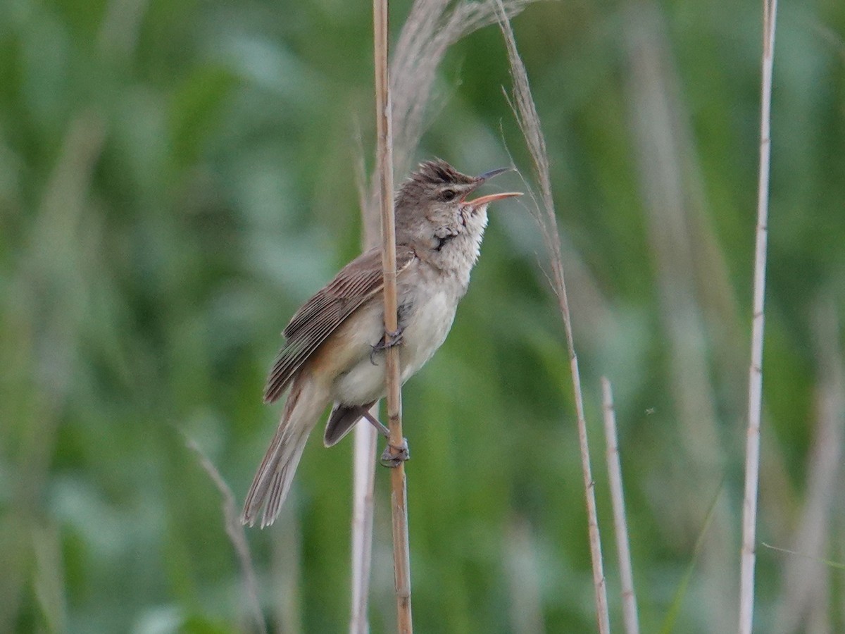 Oriental Reed Warbler - Steve Kornfeld