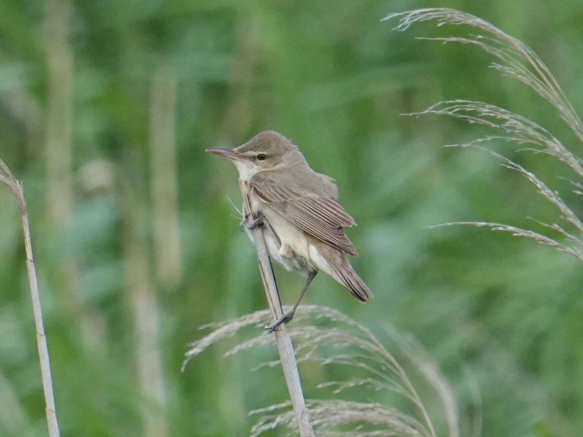 Oriental Reed Warbler - Steve Kornfeld