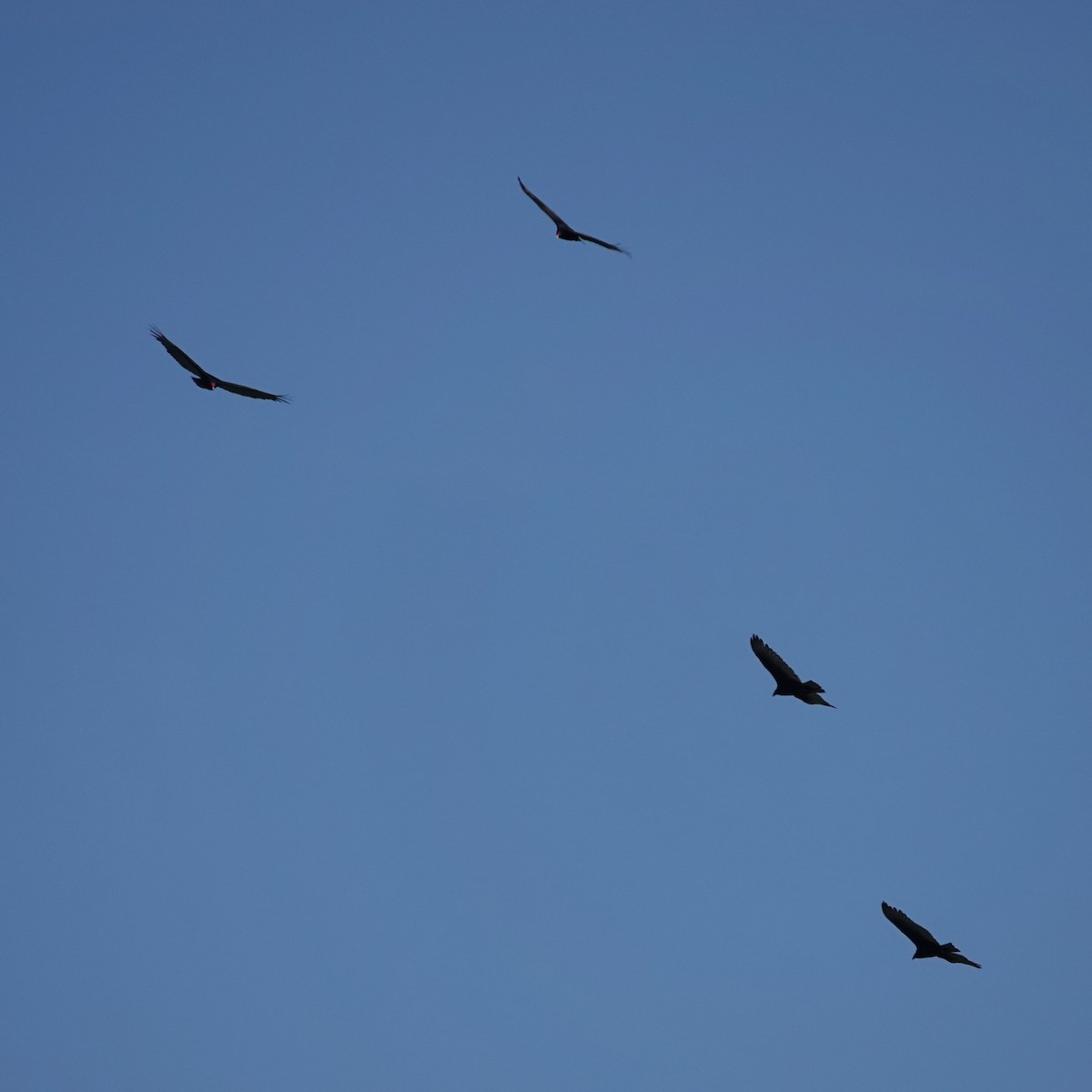 Turkey Vulture - George Ho