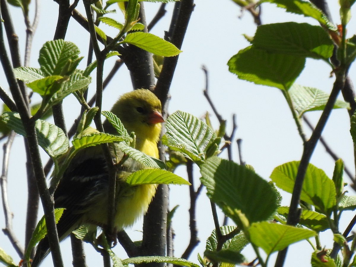 American Goldfinch - carol villeneuve