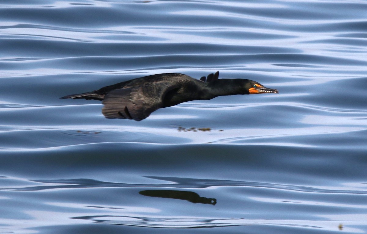 Double-crested Cormorant - Marie-Josee D'Amour