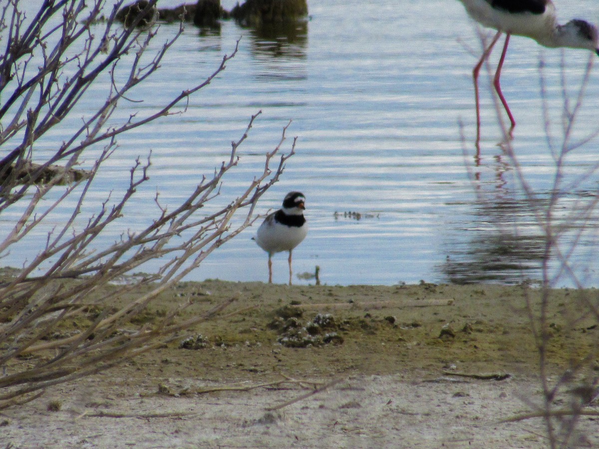 Common Ringed Plover - ML619389930