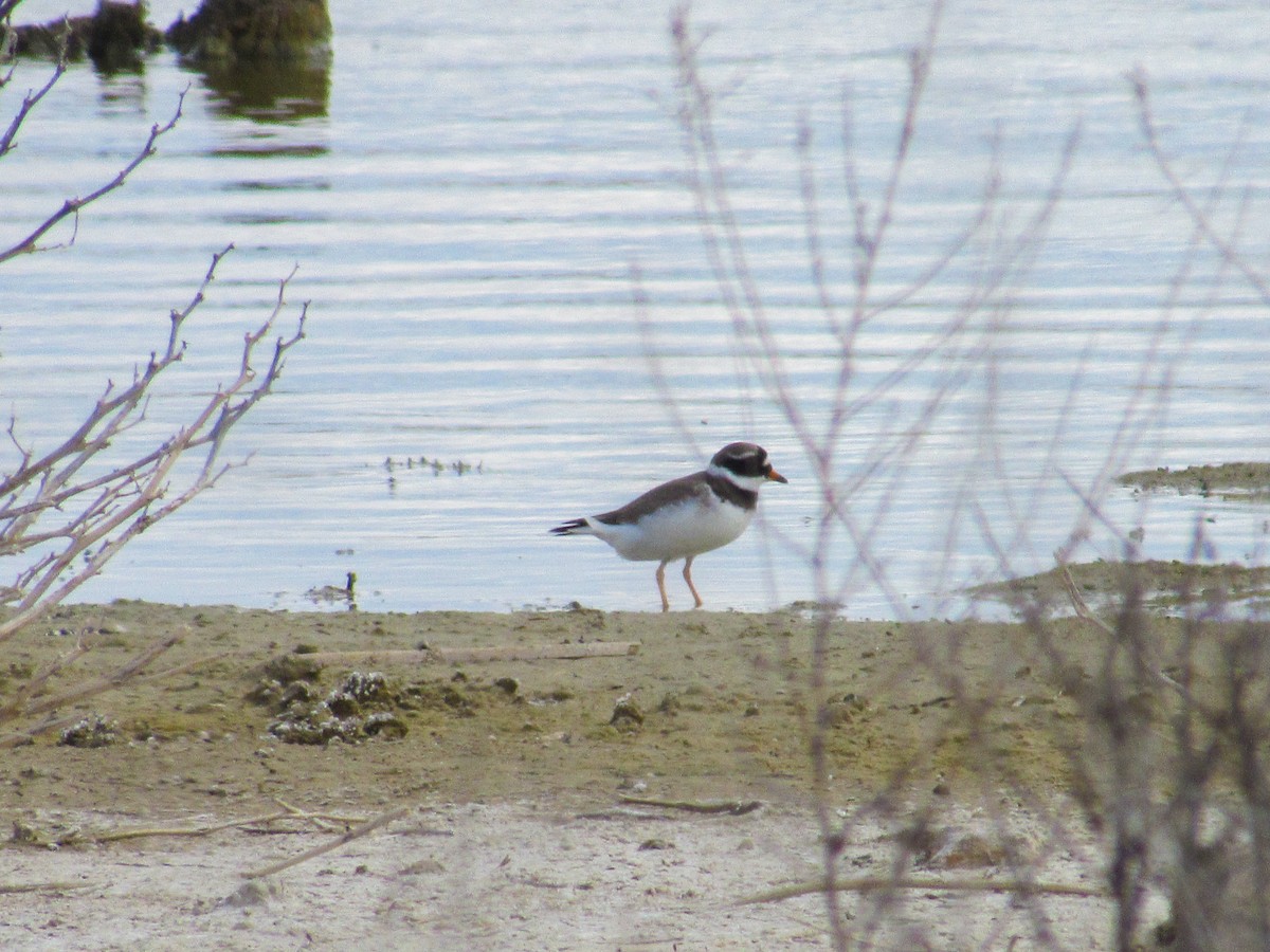 Common Ringed Plover - Manuel Ruiz