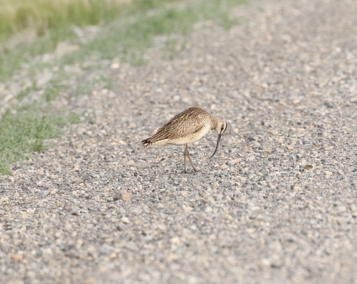 Whimbrel - ML619389936