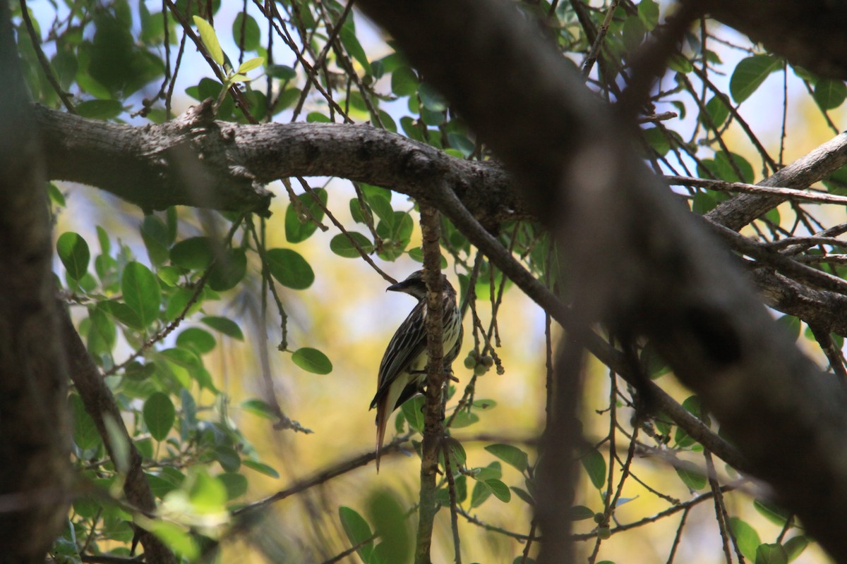 Sulphur-bellied Flycatcher - Javier Cruz Nieto