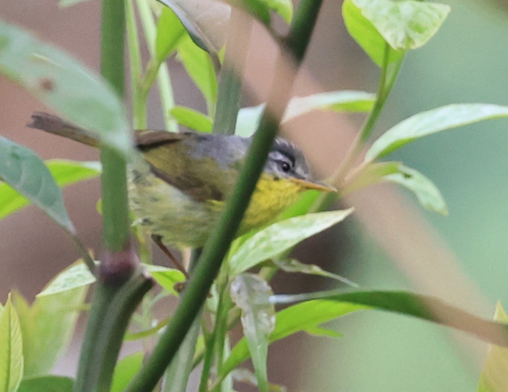 Mosquitero Cabecigrís - ML619389967