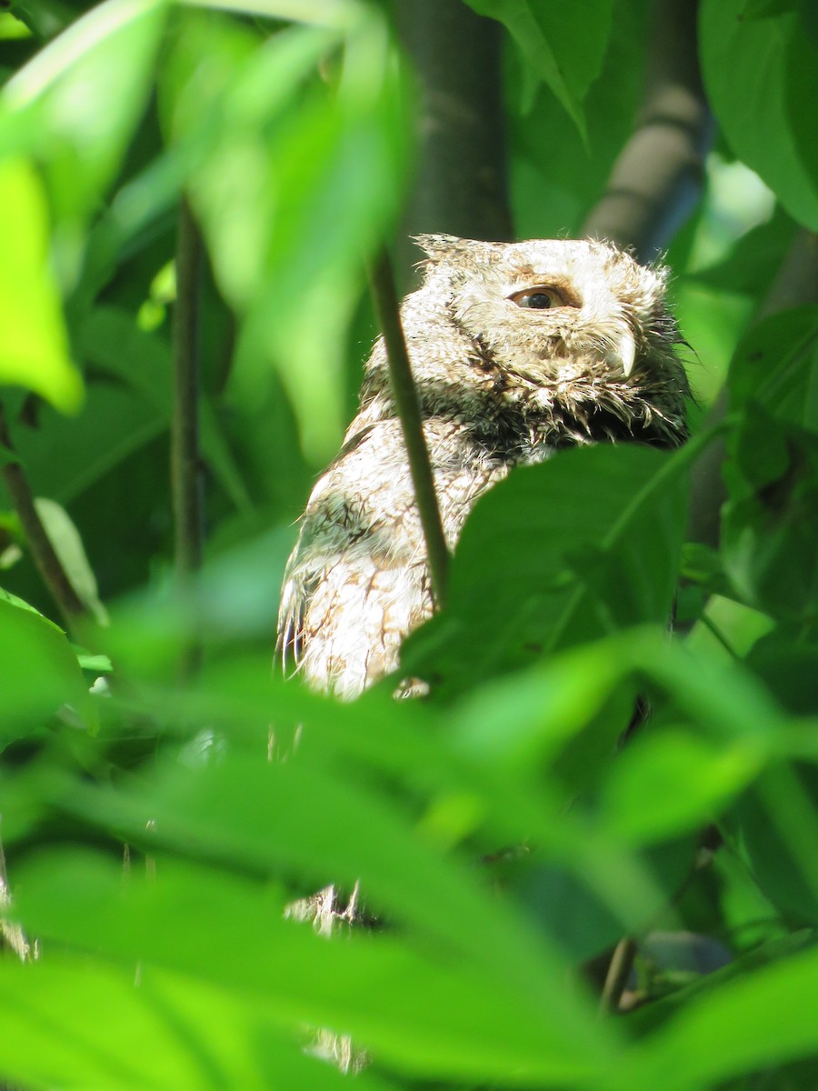 Eastern Screech-Owl - Craig Caldwell