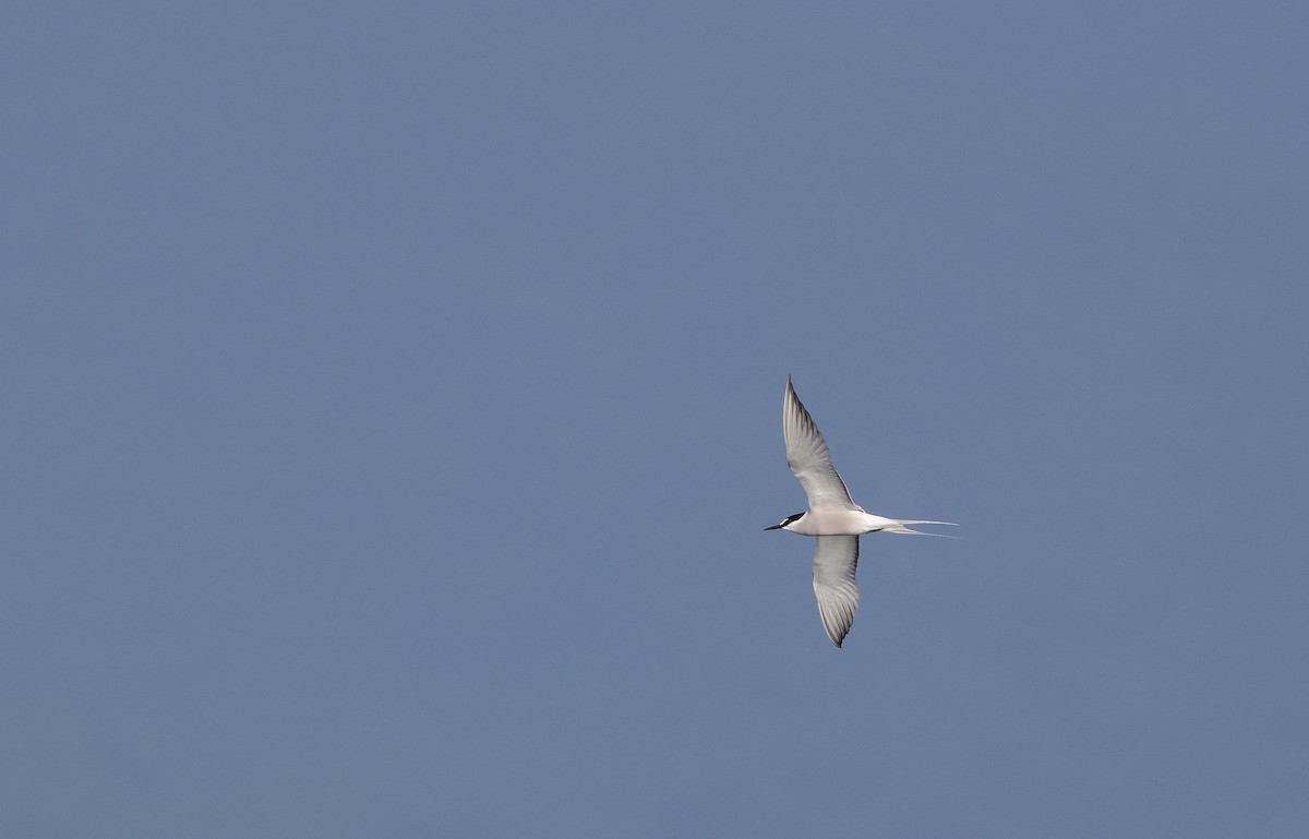 Aleutian Tern - Chi-Hsuan Shao