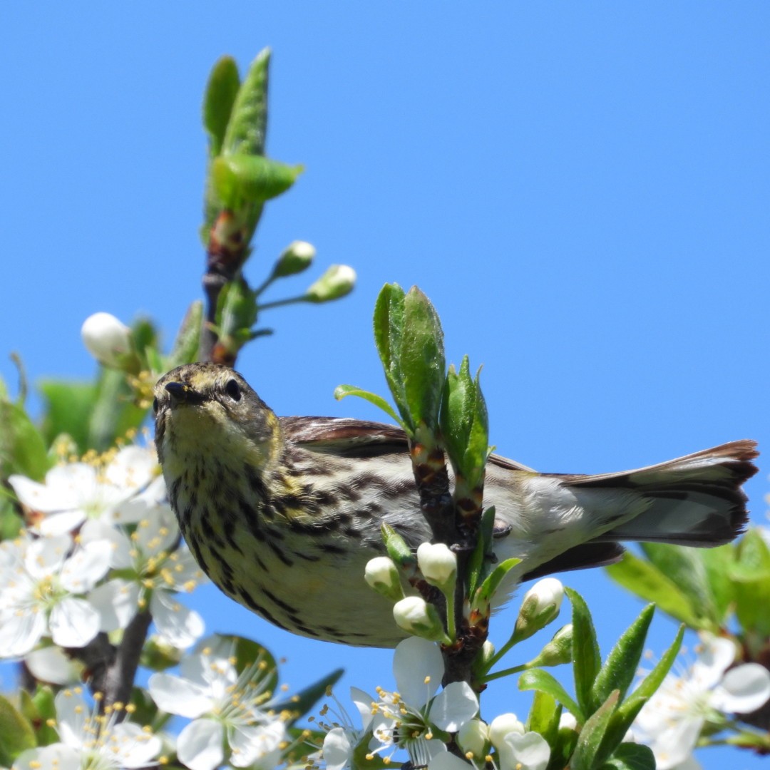 Cape May Warbler - Manon Guglia