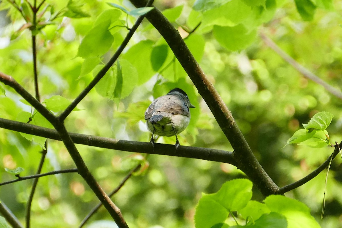 Eurasian Blackcap - Vitaly Muravev